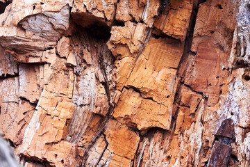 Closeup fragments of old rotten trunk of willow tree. Abstract from the tree trunk (textures, pattern)