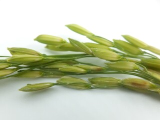 Paddy rice seed on white background