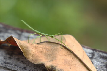 A Clitarchus hookeri Stick Insect walks over a leaf. Waikato, New Zealand.