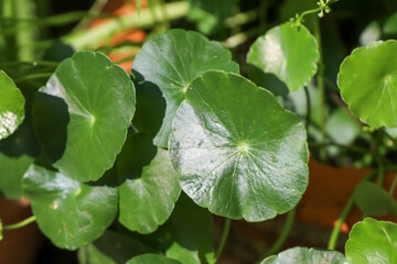 Centella asiatica are growing up and green leaf