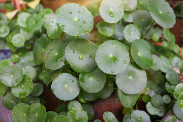 Centella asiatica are growing up and green leaf