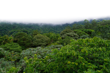 Beautiful view of the magnificent Costa Rica Rainforest trees and Fauna