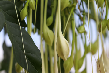 White Millingtonia hortensis flower are blooming