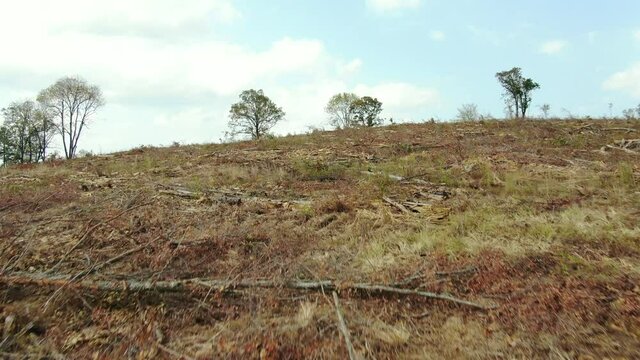 Southern Pine Beetle Infestation In Forest In Georgia Wilderness Area