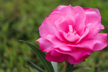 Nerium oleander are blooming 