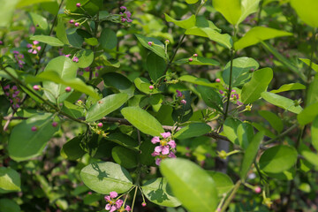 Malpighia emarginata flower are blooming in the garden and green leaf
