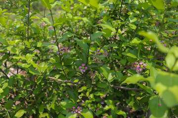 Obraz premium Malpighia emarginata flower are blooming in the garden and green leaf