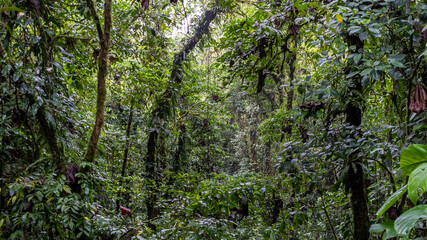Beautiful view of the magnificent Costa Rica Rainforest trees and Fauna