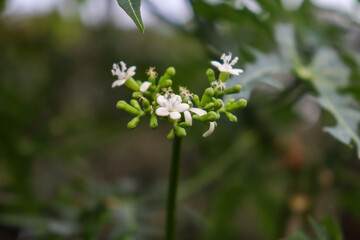 Cnidoscolus chayamansa are blooming and green leaf