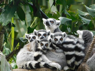 Familia Lemur