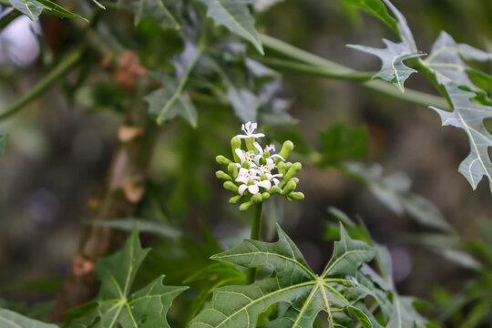 Cnidoscolus chayamansa are blooming and green leaf