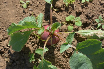 畑のラディッシュの収穫