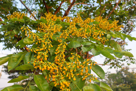 Pterocarpus macrocarpus Kurz flower are blooming and green leaf