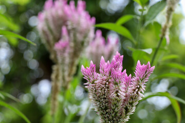 Celosia argentea flower are blooming