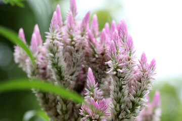 Celosia argentea flower are blooming