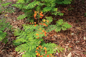 red Caesalpinia pulcherrima flower are blooming
