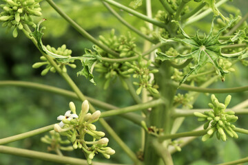 Carica papaya flower are blooming