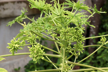 Carica papaya flower are blooming