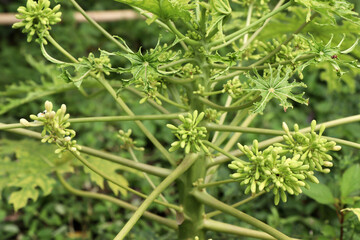 Carica papaya flower are blooming