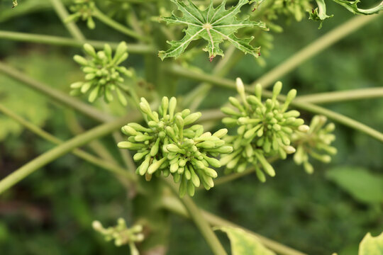 Carica papaya flower are blooming