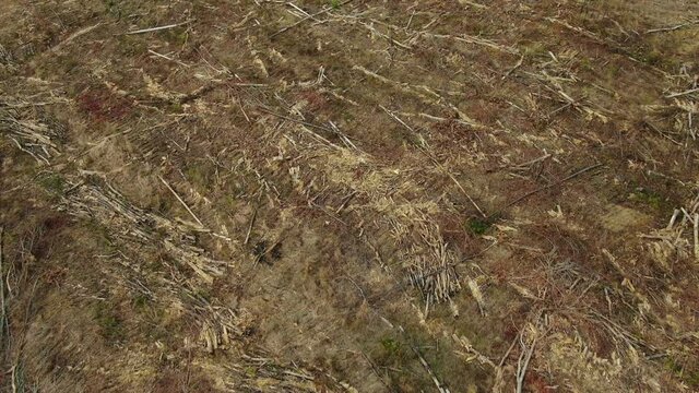 Southern Pine Beetle Infestation In Forest In Georgia Wilderness Area