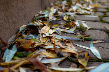 autumn leaves in the park