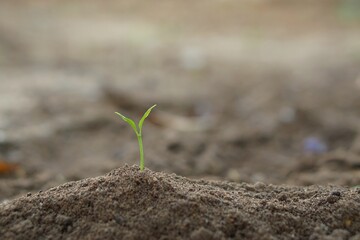 Closeup seedling are growing out from soil.Plants grain sprout grow.