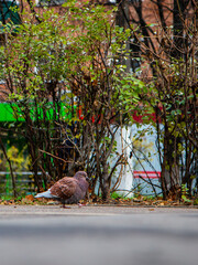 bird walks on the sidewalk of the city