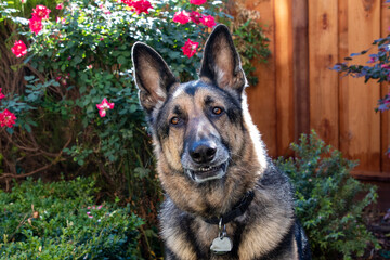 A German Shepard in a garden 