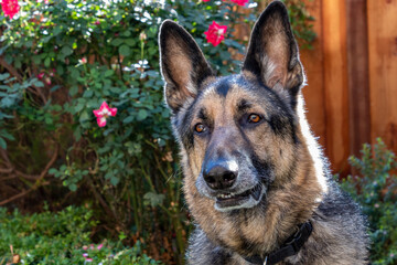 A German Shepard in a garden 