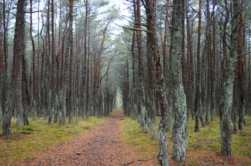 Obraz premium Dancing forest, Curonian Spit, Kaliningrad