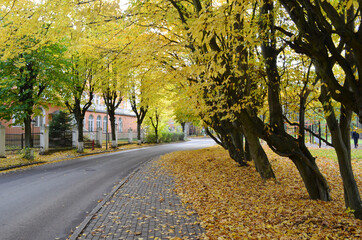 Fototapeta premium Autumn trees in yellow in the park