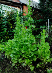 The organic Green Cos Lettuce in the home garden in the evening. Fresh vegetabila in the garden. Healthy food for weight lost concept. Hight fiber and High vitamin. Green salad. top view.