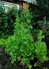 The organic Green Cos Lettuce in the home garden in the evening. Fresh vegetabila in the garden. Healthy food for weight lost concept. Hight fiber and High vitamin. Green salad. top view.