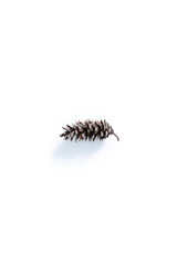 Pine Cone