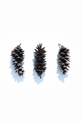 Pine Cones