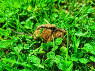 a spider
