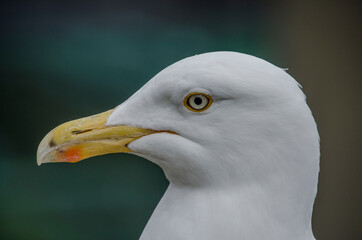 Gaviota Escocesa