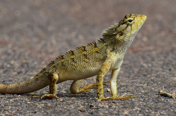 bearded dragon lizard