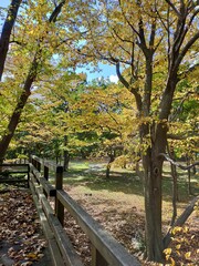 Fototapeta premium autumn in the park