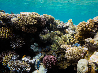 Colorful coral reef with hard corals at the bottom of Red Sea
