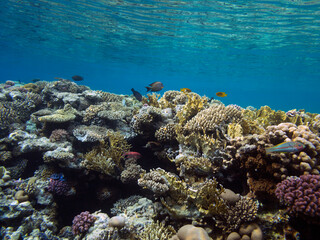 Naklejka na ściany i meble Colorful coral reef with hard corals at the bottom of Red Sea 