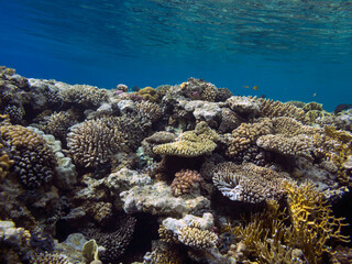 Colorful coral reef with hard corals at the bottom of Red Sea
