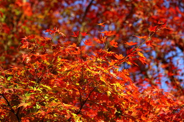 紅葉