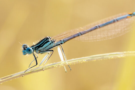 The white-legged damselfly or blue featherleg (Platycnemis pennipes), male. Dragonfly on a stem of grass in the early morning. Place for text.