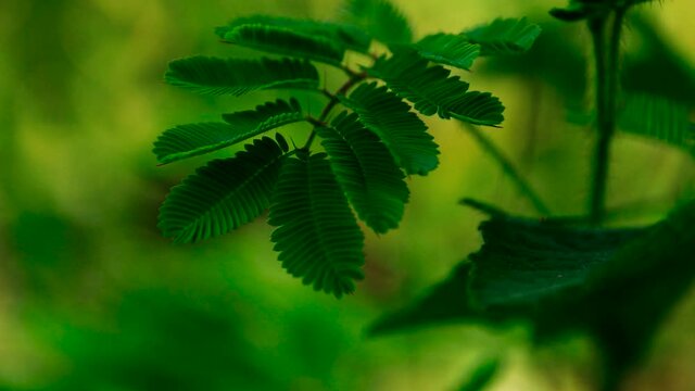 Close up of shameplant leaves or Mimosa pudica that is traditionally used in Ayurveda for parasites, depression, and diarrhea
