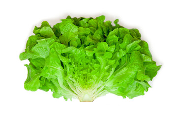 halved Green oak leaf lettuce isolated on white background. lettuce vegetable for salad. cooking ingridient. Lactuca sativa var. Crispa