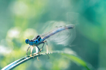 The white-legged damselfly or blue featherleg (Platycnemis pennipes), male. Dragonfly on a stem of...