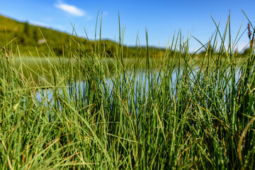 Fototapeta premium Closeup photo of green grass on hill in Carpathian mountains