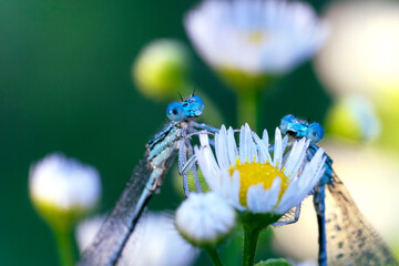 Two dragonflies in the morning dew. The white-legged damselfly or blue featherleg (Platycnemis pennipes). Place for text.